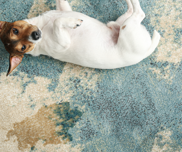 pet stain 16 9